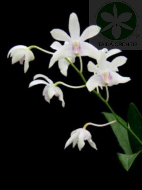 Den. Specio-kingianum 