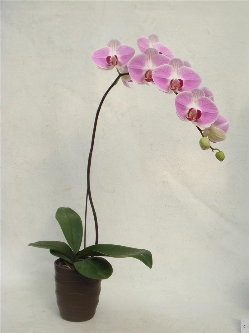 A Phal Tinny Honey A 日本姑娘 展壯台大蘭園 展壯台大休閒農場 蘭花禮盆 喜慶花籃 精緻禮盆 彰化蘭 園 網路訂花 蝴蝶蘭盆栽 花藝禮盆 婚喪喜慶 蘭花園 蝴蝶蘭 蝴蝶蘭達人 神農獎 追思蘭花 線上訂花