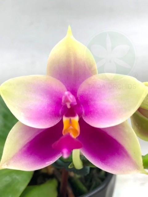 【K12364】Phal. bellina