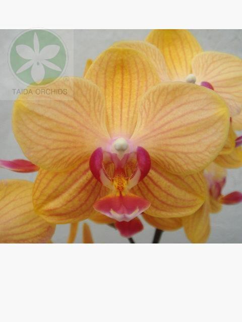 展壯台大蘭園,【A10955】Phal. KS Golden Lady 