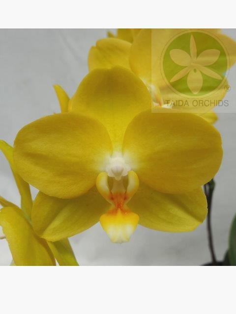 【A10318】Phal. Hwu-Ann Golden 