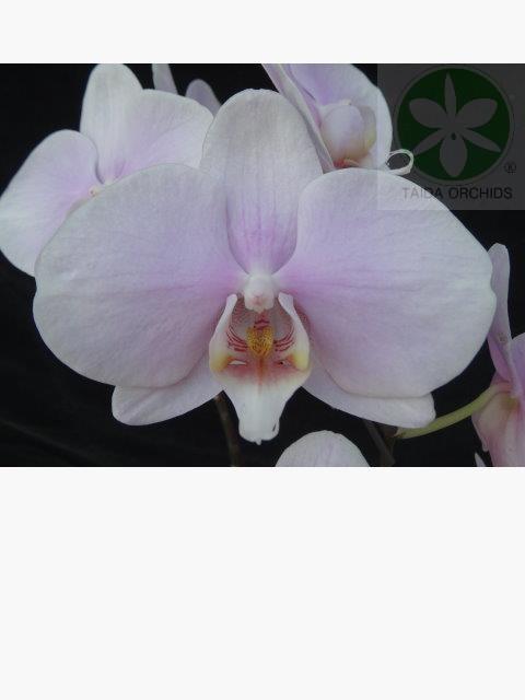 展壯台大蘭園,【A10263】Phal. (Taida Lovely-Island Star) 