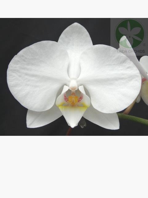 展壯台大蘭園,【A10040】Phal. Fong Tien's Amapearl 