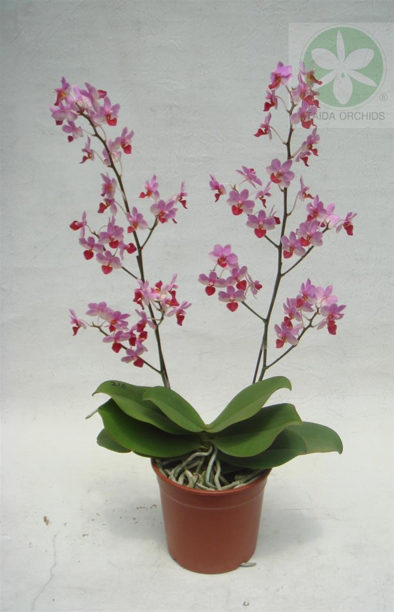 展壯台大蘭園 蘭花 蝴蝶蘭 文心蘭栽培 蝴蝶蘭達人 神農獎 中興大學傑出校友 外銷日本 美國 展壯台大蘭園 蘭花 蝴蝶蘭 文心蘭栽培 蝴蝶蘭達人 神農獎 中興大學傑出校友 外銷日本 美國