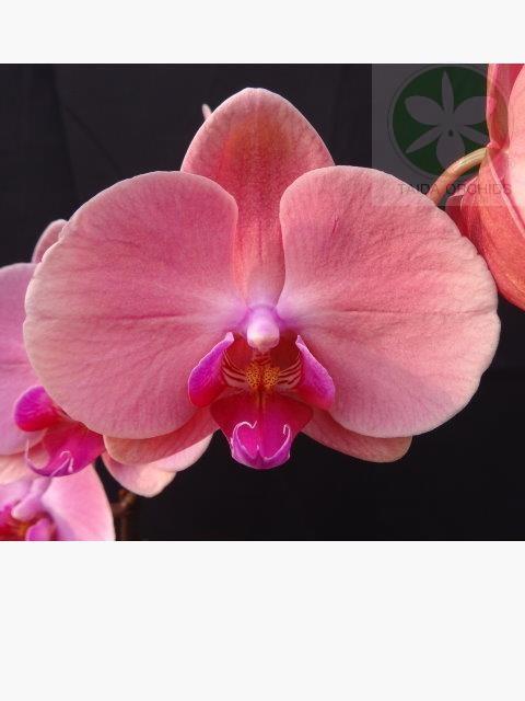 【A09903】Phal. Taida Momoko 