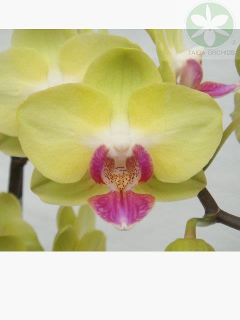 展壯台大蘭園,【A09714】Phal. Lioulin Golden Age 