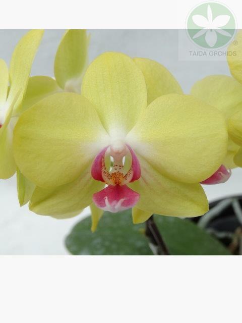 【A09633】Phal. (Sogo Shito-OX Golden Star) 