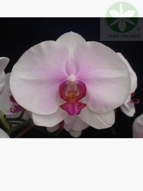 展壯台大蘭園,【A09386】Phal. Gu Keng Beauty 