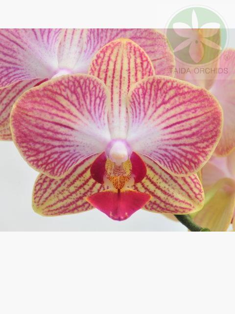 【A09168】Phal. Fuller's Gold Stripes 