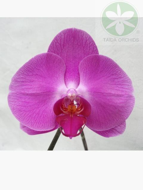 展壯台大蘭園,【A09162】Phal. Green Field Sweet Valentine 