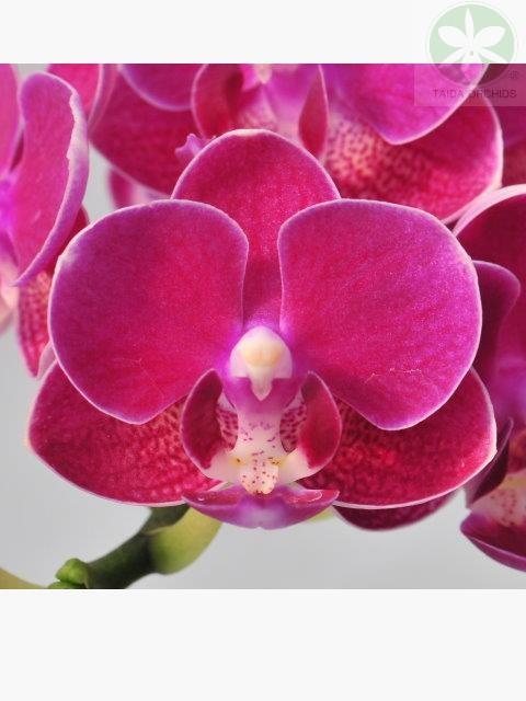 【A09333】Phal. Yushan Swif 