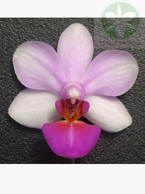 展壯台大蘭園,【A08640】Phal. Liu's Berry 