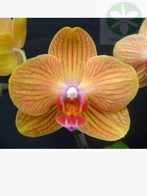 展壯台大蘭園,【A09302】Phal. Taida Pride Queen 