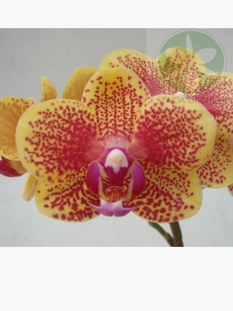 【A08591】Phal. Sogo Vieker 