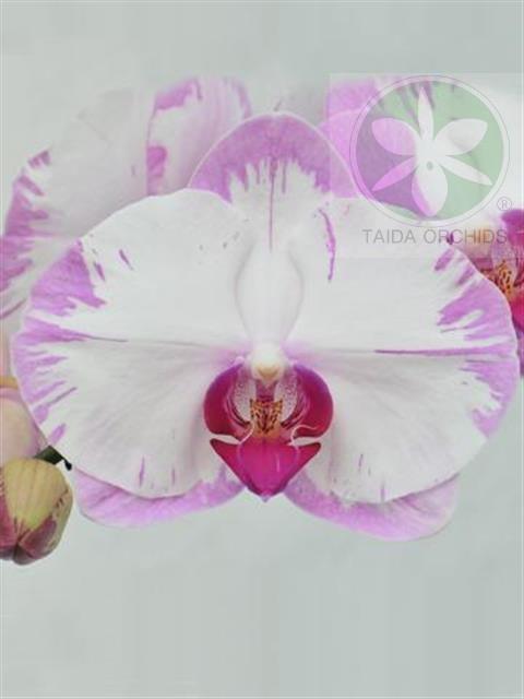 展壯台大蘭園,【A08521】Phal. Yu Pin Sweety 