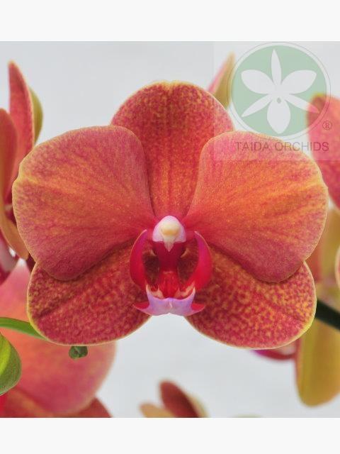 展壯台大蘭園,【A08261】Phal. Surf Song 