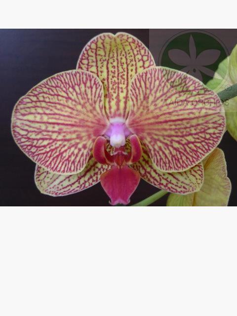 展壯台大蘭園,【A08218】Phal. KV Beauty 