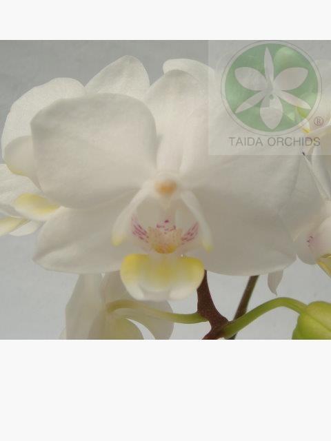 展壯台大蘭園 蘭花 蝴蝶蘭 文心蘭栽培 蝴蝶蘭達人 神農獎 中興大學傑出校友 外銷日本 美國 展壯台大蘭園 蘭花 蝴蝶蘭 文心蘭栽培 蝴蝶蘭達人 神農獎 中興大學傑出校友 外銷日本 美國