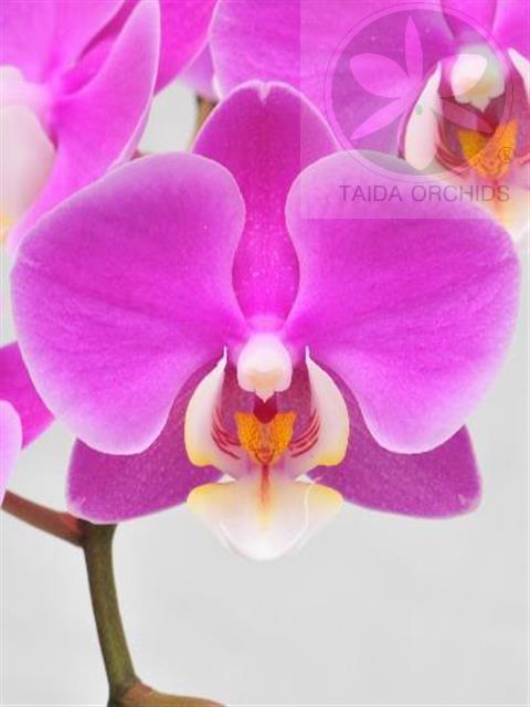 展壯台大蘭園,【A08037】Phal. Taida Blush 