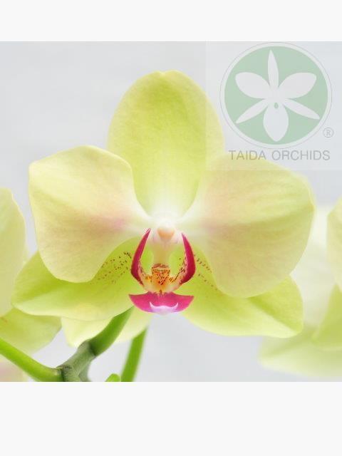 展壯台大蘭園,【A07962】Phal. Fortune Saltzman 