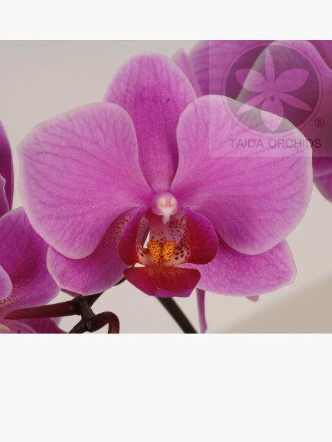 【A02945】Phal. Wedding Promenade 