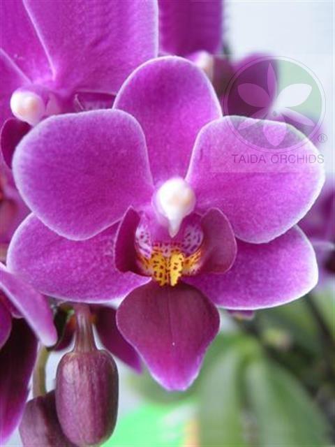 【A03897】Phal. Zuma's Pixie 