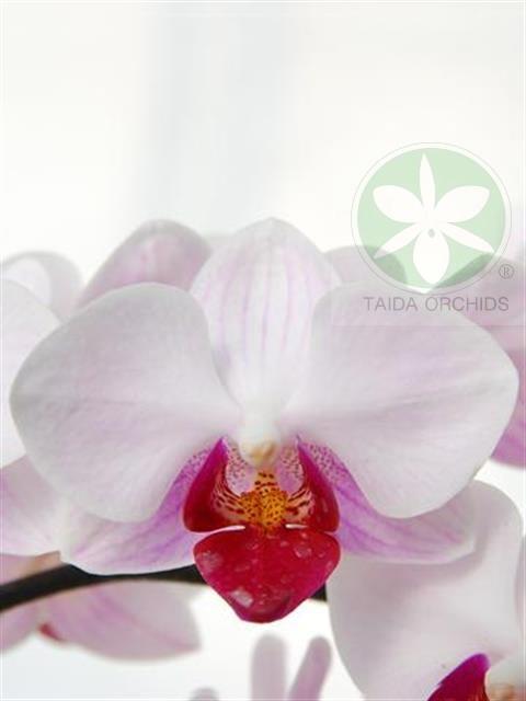 展壯台大蘭園,【A05638】Phal. Little Gem Stripes 