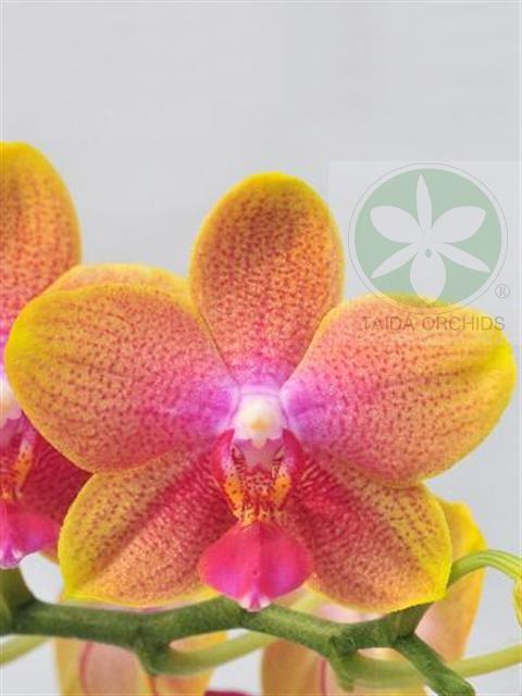 【A05724】Phal. Brother Sara Gold 