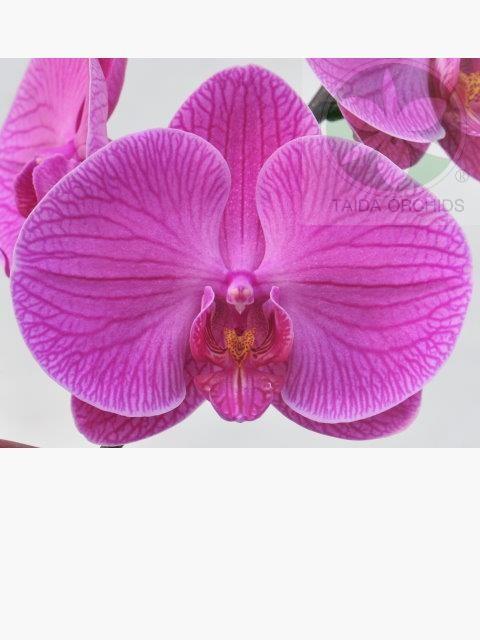 【A06169】Phal. Tai Lin Red Angel 