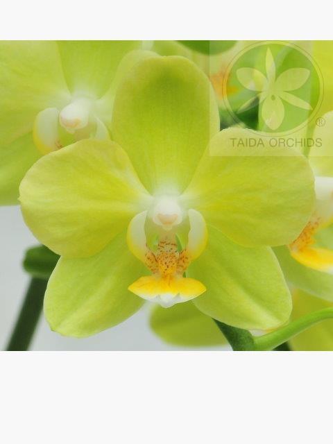 展壯台大蘭園,【A06371】Phal.Taida Smile 