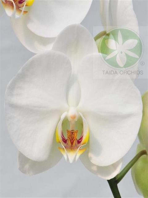 【A06390】Phal. Sogo Yukidian 