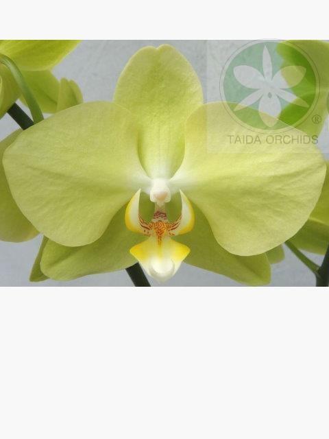 【A06499】Phal. Unimax Moonlight 