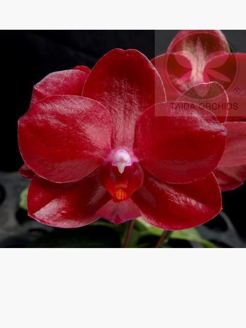 【A06669】Phal. Haur Jih Fancy 