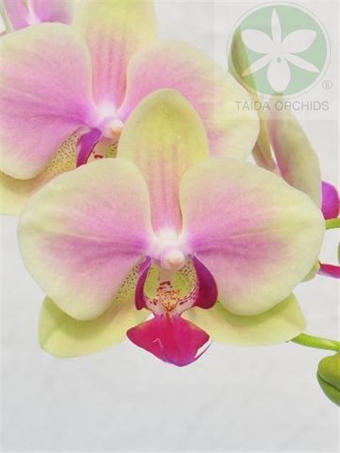 展壯台大蘭園,【A06691】Phal. Jiaho Kitty Face 