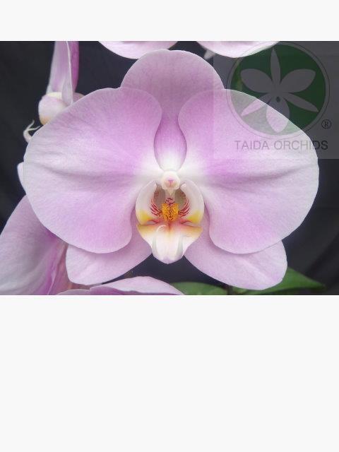 【A06990】Phal. Taida Lovely 