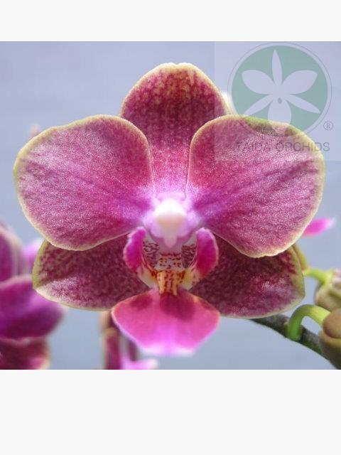 【A07420】Phal. Sogo Super 