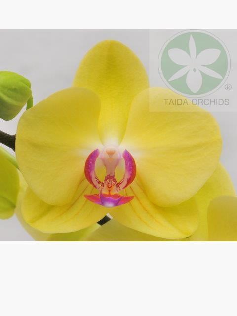 展壯台大蘭園,【A07431】Phal. Fuller's Sunset 