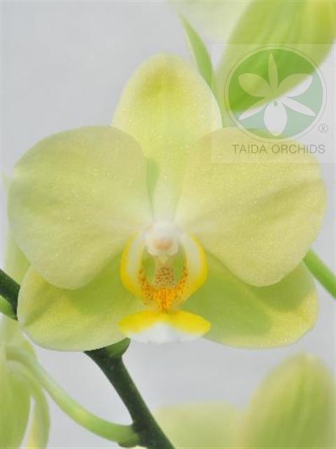 【A07488】Phal. Pure Moon 