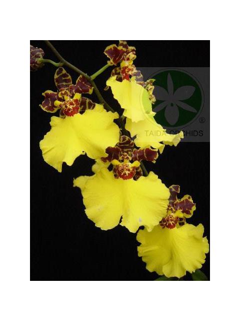 Onc. Jiuhbao Gold 