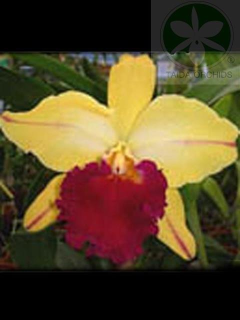 A04995 Blc. Hsinying Gold 