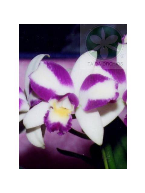 Rsc.(Blc.) Hwa Yuan Beauty 