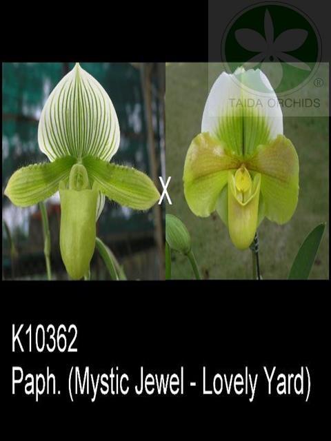 Paph. Yi-Ying Green Rascal