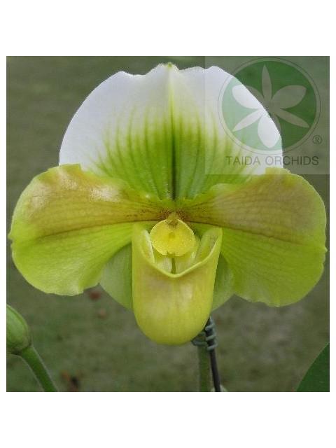 Paph. Mukoyama Green (Complex type)