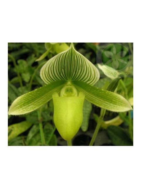 Paph. Yi-Ying Green Coral (Maudiae type)