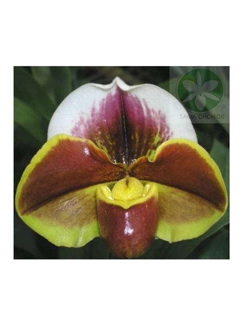 Paph. Yi-Ying Fire Fox (Complex type)