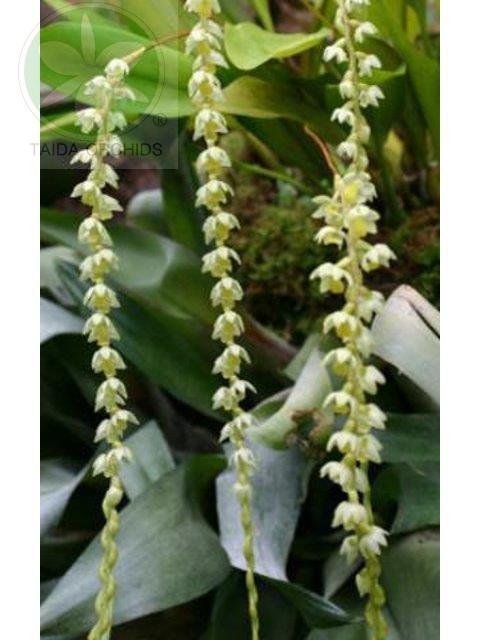 展壯台大蘭園,【K07969】Dendrochilum cobbianum