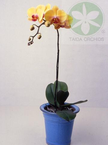 A07175】Phal. Chian Xen Queen A07175】Phal. Chian Xen Queen